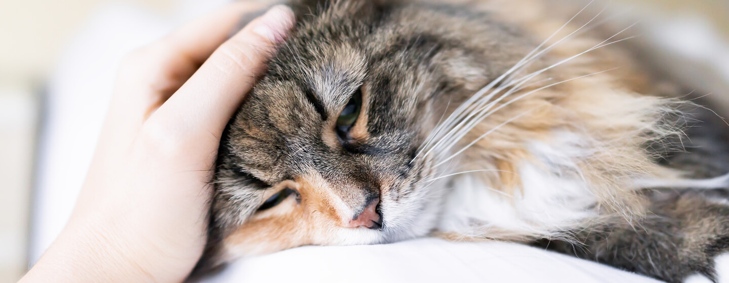 Feline lungworm on sale treatment